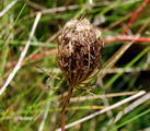 wild carrot